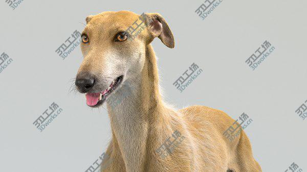 images/goods_img/20210312/Greyhound (Fur) Collection 3D/2.jpg